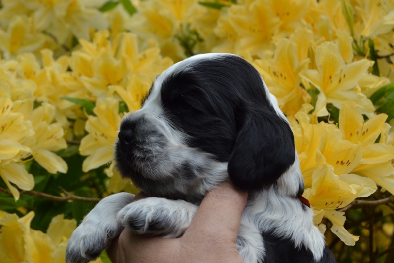 4b - pejsek hnědá.JPG